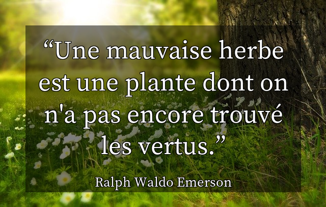Une mauvaise herbe est une plante dont on n'a pas encore trouv&eacute; les vertus.